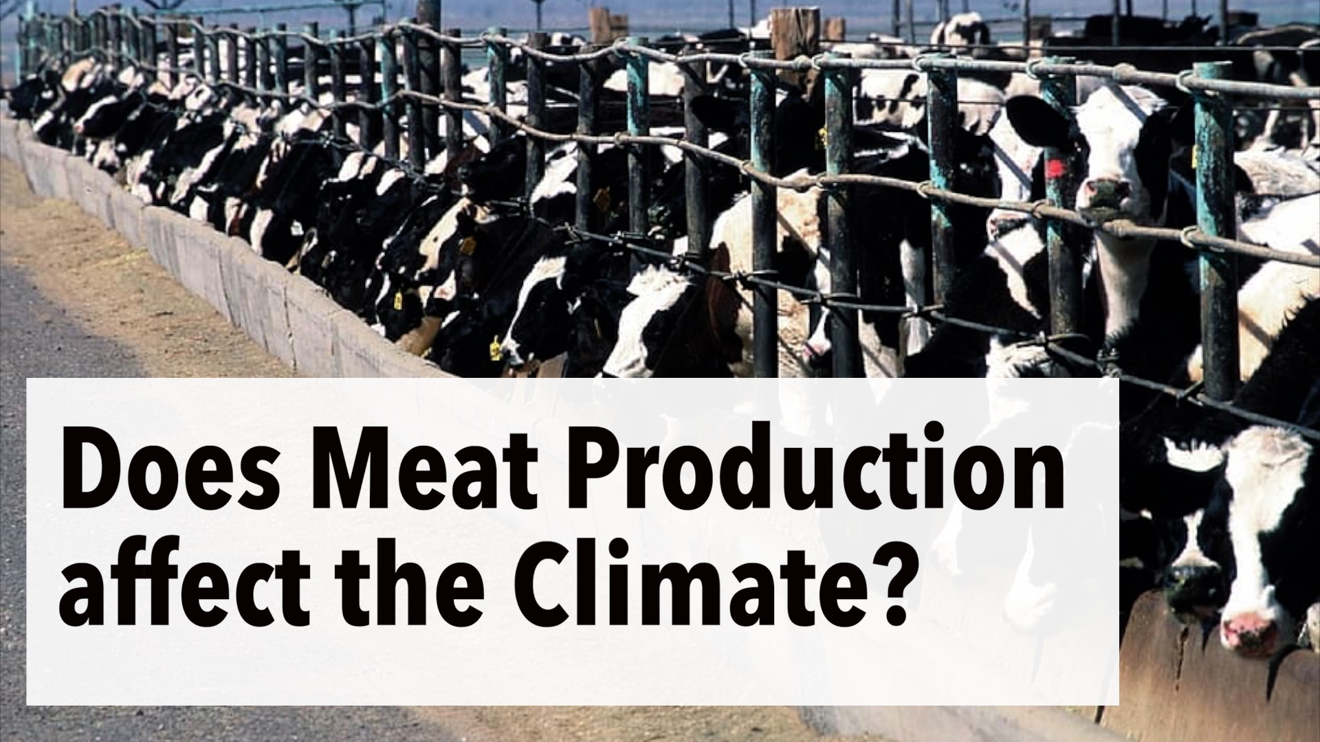 How Meat Production & Consumption affect the Climate | Interview with ...